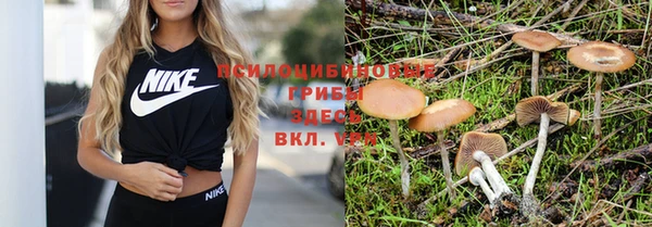 стаф Зерноград